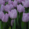 Buy Tulipa 'Candy Prince' Bulbs online UK