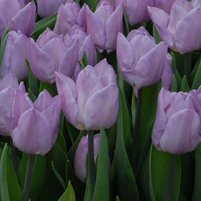 Buy Tulipa 'Candy Prince' Bulbs online UK