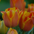 Buy Tulipa 'Cape Cod' Bulbs online UK