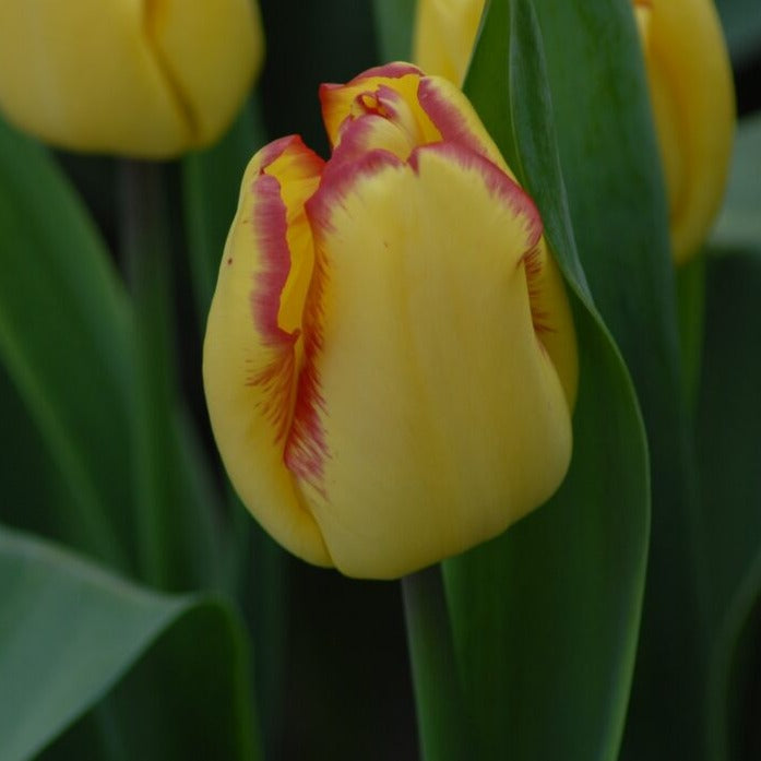 Buy Tulipa 'Cape Town' Bulbs online UK