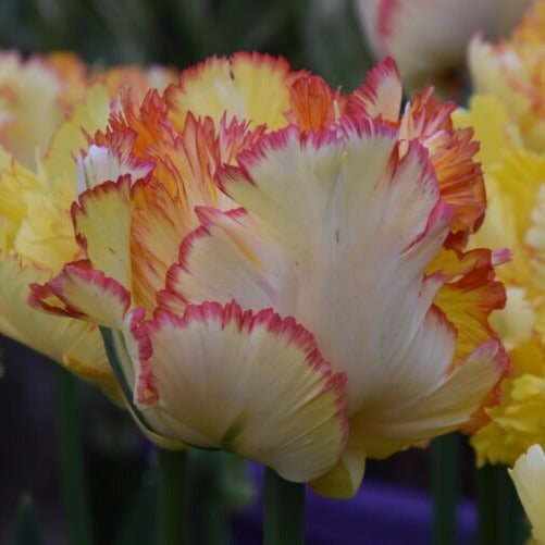 Buy Tulipa 'Caribbean Parrot' Bulbs online UK