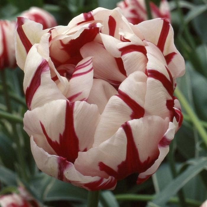 Buy Tulipa 'Carnival de Nice' Bulbs online UK