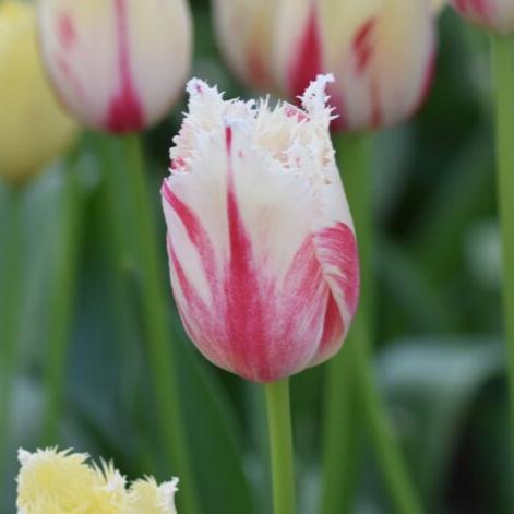 Buy Tulipa 'Carousel' Bulbs online UK