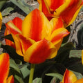 Buy Tulipa 'Charmeuse' Bulbs online UK
