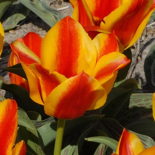 Buy Tulipa 'Charmeuse' Bulbs online UK