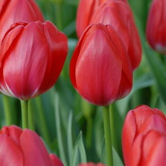 Buy Tulipa 'Cherry Delight' Bulbs online UK