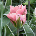 Buy Tulipa 'China Town' Bulbs online UK