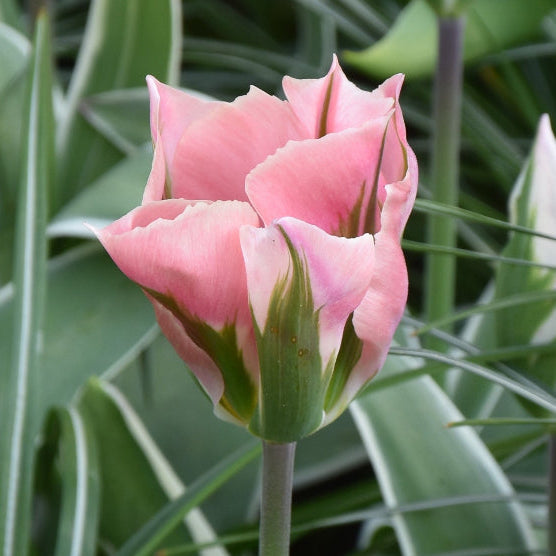 Buy Tulipa 'China Town' Bulbs online UK