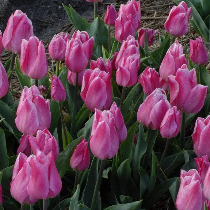 Buy Tulipa 'Christmas Dream' Bulbs online UK
