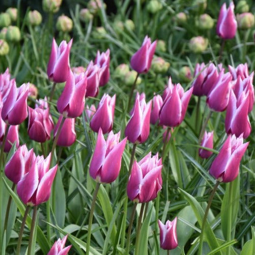 Buy Tulipa 'Claudia' Bulbs online UK
