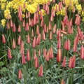 Buy Tulipa clusiana 'Cynthia' Bulbs online UK