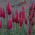Buy Tulipa clusiana 'Lady Jane' Bulbs online UK