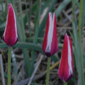 Buy Tulipa clusiana (Lady Tulip) Bulbs online UK