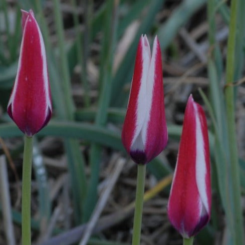 Buy Tulipa clusiana (Lady Tulip) Bulbs online UK