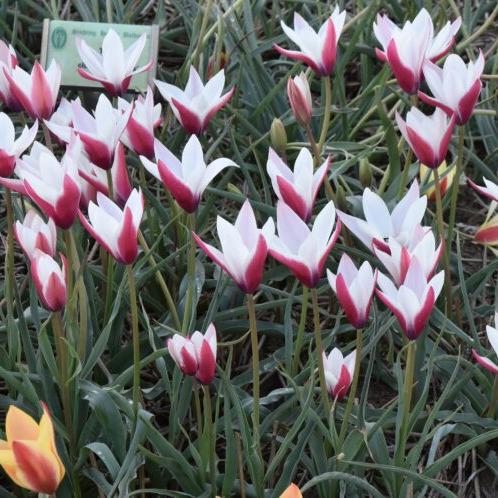 Buy Tulipa clusiana 'Peppermint Stick' Bulbs online UK