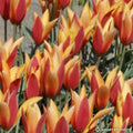 Buy Tulipa clusiana var. chrysantha (Golden Lady Tulip) Bulbs online UK