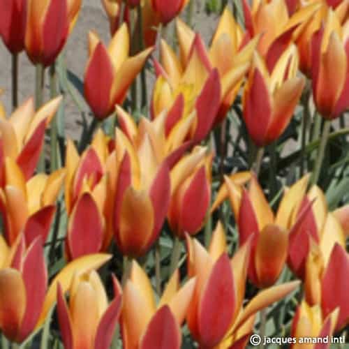Buy Tulipa clusiana var. chrysantha (Golden Lady Tulip) Bulbs online UK