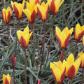 Buy Tulipa clusiana var. 'Tubergen's Gem' Bulbs online UK
