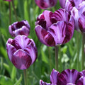 Buy Tulipa 'Columbine' Bulbs online UK