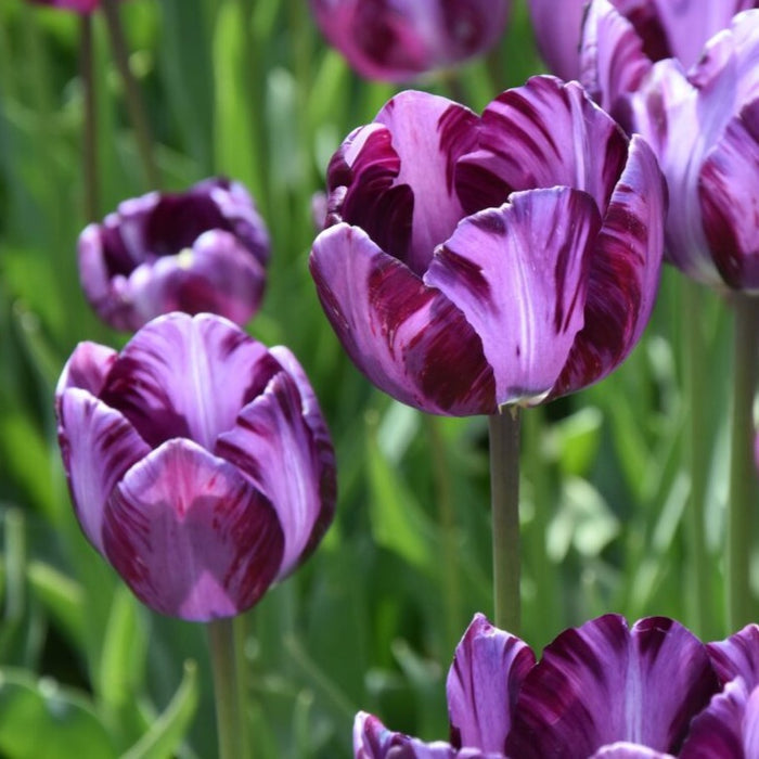 Buy Tulipa 'Columbine' Bulbs online UK