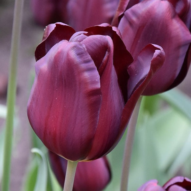 Buy Tulipa 'Continental' Bulbs online UK