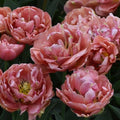 Buy Tulipa 'Copper Image' Bulbs online UK