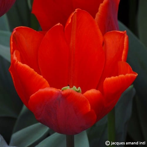 Buy Tulipa 'Couleur Cardinal' Bulbs online UK