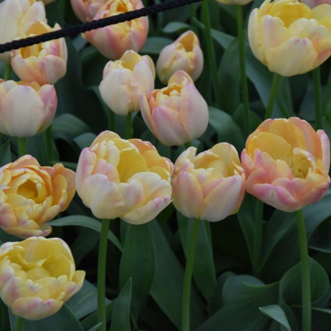 Buy Tulipa 'Creme Upstar' Bulbs online UK
