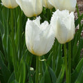 Buy Tulipa 'Cricko' Bulbs online UK