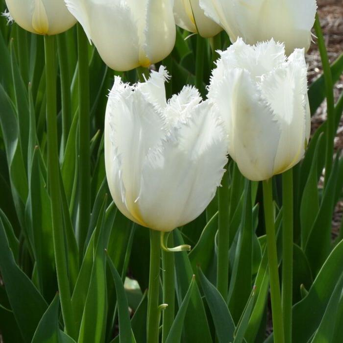 Buy Tulipa 'Cricko' Bulbs online UK
