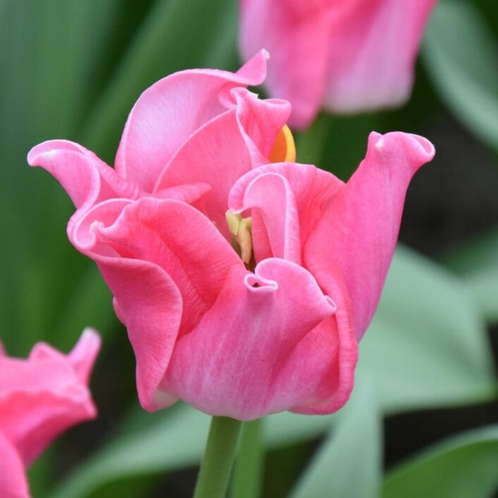 Buy Tulipa 'Crown of Dynasty' Bulbs online UK