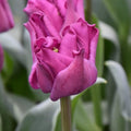 Buy Tulipa 'Crown of Negrita' Bulbs online UK