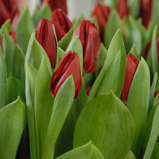 Buy Tulipa 'Curry' Bulbs online UK