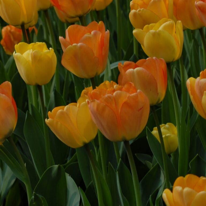 Buy Tulipa 'Daydream' Bulbs online UK