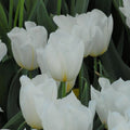 Buy Tulipa 'Delta White' Bulbs online UK