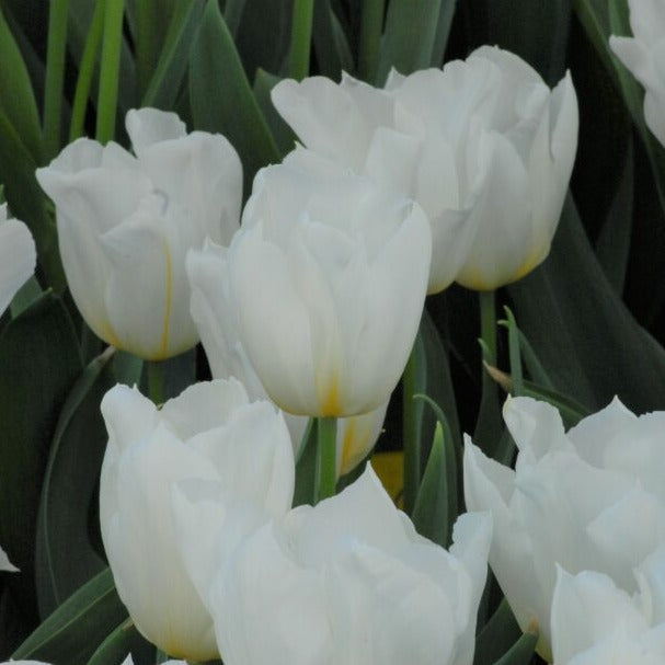 Buy Tulipa 'Delta White' Bulbs online UK