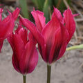 Buy Tulipa 'Doll's Minuet' Bulbs online UK