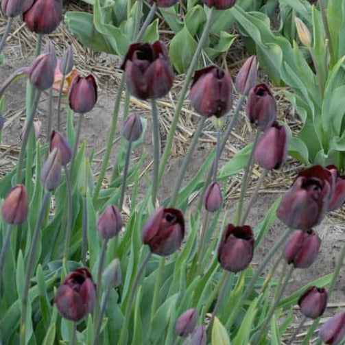 Buy Tulipa 'Dom Pedro' Bulbs online UK