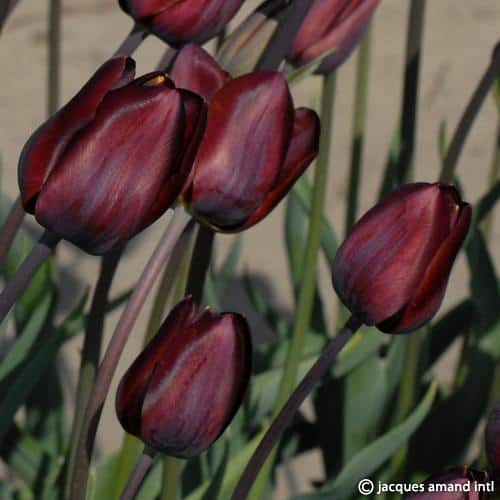 Buy Tulipa 'Dom Pedro' Bulbs online UK