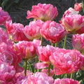 Buy Tulipa 'Double Sugar' Bulbs online UK
