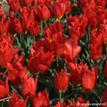 Buy Tulipa 'Duc Van Tol Cochinael' Bulbs online UK