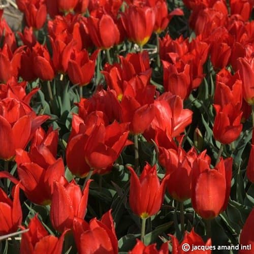 Buy Tulipa 'Duc Van Tol Cochinael' Bulbs online UK