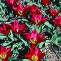 Buy Tulipa 'Duc Van Tol Max Cramoisie' Bulbs online UK