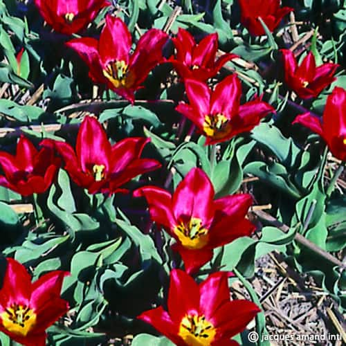 Buy Tulipa 'Duc Van Tol Max Cramoisie' Bulbs online UK