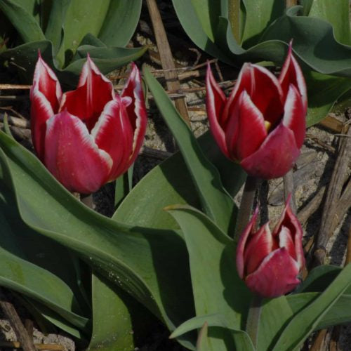 Buy Tulipa 'Duc Van Tol Red & White' Bulbs online UK