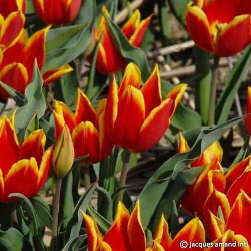 Buy Tulipa 'Duc Van Tol Red & Yellow' Bulbs online UK
