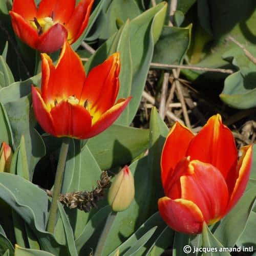 Buy Tulipa 'Duc Van Tol Salmon' Bulbs online UK