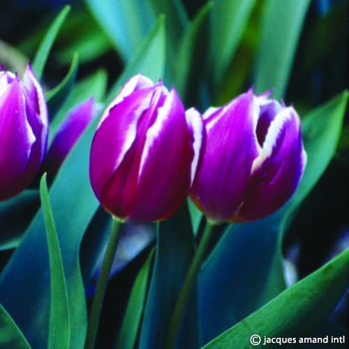 Buy Tulipa 'Duc Van Tol Violet' Bulbs online UK