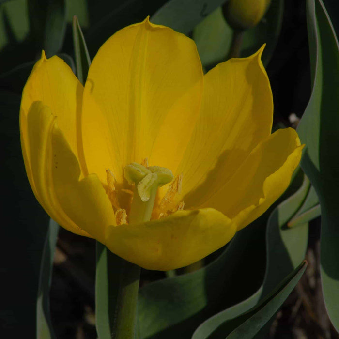 Buy Tulipa 'Duc Van Tol Yellow' Bulbs online UK