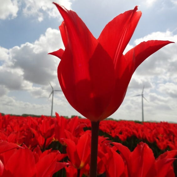 Buy Tulipa 'Dutch Dancer' Bulbs online UK